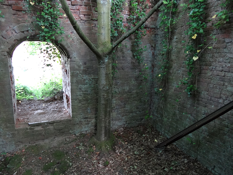 A tree in an old kiln, why not