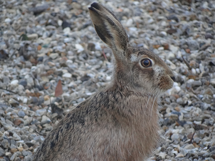 THis hare just couldn't resist having a look at our amazing glamping site